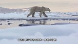 北极熊猎杀海豹，接下来的画面不敢看，镜头拍下全过程