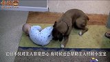 主人叫哈士奇帮忙带娃，回到家一看，下秒简直哭笑不得