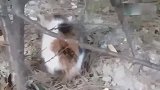 野外发现一只流浪猫，远处看好像吃着什么，走近一看后背湿了！