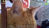 男主人用手假装掐女主人的脖子，猫咪的行为，十分令主人感动