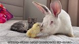 家里有小猫和兔子了，主人又弄来一只可爱的小鸡仔，给它们作伴