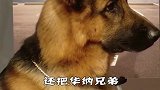 世界上差点得奥斯卡小金人的狗
