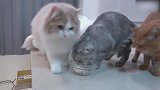 吃饭的小猫咪上线，这可爱的样子，真是有趣！