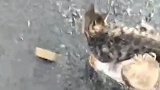 猫：这么多鱼，好想跳去抓一条！