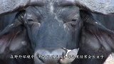 猫鼬群围攻疣猪，疣猪却毫不还手，直接往地上一躺