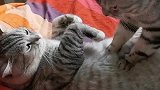 猫咪手法不错