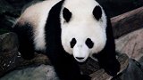 疑似噎死？ 19岁旅泰大熊猫创创死因有待调查