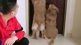 主人说外面有榴莲，金毛艾迪和老婆共同合作，真是夫唱妇随