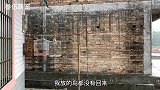 下大雨小鸟不会回家躲雨，被大雨淋成落汤鸡