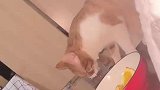 猫咪偷喝主人杯子里的水，女子无声”抗议