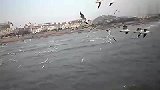 旅游-青岛栈桥的海鸥