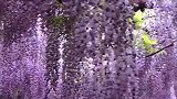上海嘉定紫藤园