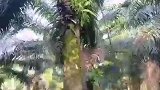 收集棕榈果，记录农村生活