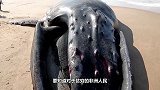13吨重的蓝鲸搁浅，非洲人争相抢肉，场面太壮观了