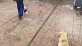 小区流浪狗怀孕产崽，小学生抱到天台悉心照顾