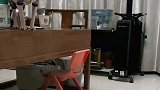 猫咪表演绝活逗笑主人