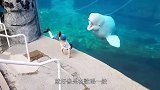 太可爱了调皮小白鲸不小心撞落潜水者摄像机，还帮他捡回来了