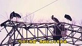 鸟中大熊猫, 黑鹳恋上冬季韩城