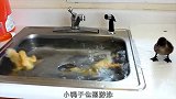小鸭子想游泳，找不到河了，跑到洗手池中游泳