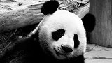 旅泰19岁大熊猫“创创”离世 死亡原因有待调查