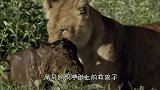 饥饿的母狮捕获一只小角马，当它决定杀戮之前，不寻常的事情发生