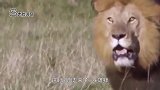 狮子突然袭击正在休息的豹子，豹子使出终极技能，一招逃脱
