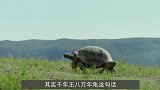 “千年王八万年龟，百年兔子没人追”，背后的含义你知道吗？