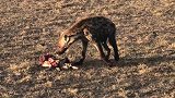 动物世界：鬣狗拒绝与胡狼分食