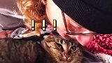 猫咪：我好想逃却逃不掉