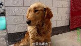 小伙在厨房啃馒头，金毛却将自己心爱的火腿肠叼给他吃，太感人了
