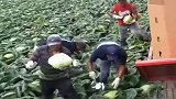 长这么大，第一回见莲花白是这样采摘的，真是涨知识了！