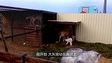 灰狼挑逗山羊，山羊气不过怼了回去，下一秒请憋住别笑