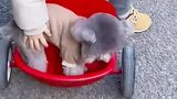 它只是一只有司机的小狗