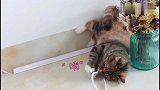 猫咪闻到薄荷棒棒糖就嗨翻了，疯狂舔草的样子太逗了！