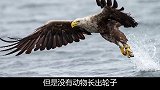 人类为什么没有进化出轮子，而是用腿行走？（一）