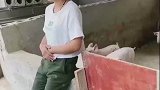 少侠好体力！养猪场里的“潘周聃”，二师兄陶醉了！