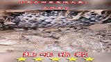 小哥在田里发现大鱼，也厉害了