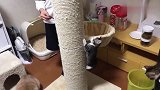 小奶猫勇敢爬上木桩，眼看要登顶了，橘猫接下来的反应真是太逗了