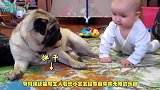 宝宝要抢走狗狗饼干，狗狗着急按住宝宝的手，宝宝的反应更加强势