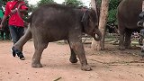 小象打不过饲养员，跑回去找妈妈哭鼻子，小象：不讲武德!