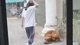 金毛偷偷摸摸的想“逃狱”，结果被主人逮个正着！