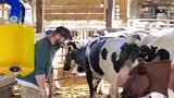 教奶牛如何用刷子