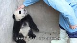 熊猫在日本太嚣张，竟成了动物园小霸王，碰到女饲养员就求抱抱！