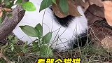文理奶牛学长猫咪吓坏学妹，女生：本来挺伤心，后来吓了一跳