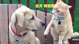 猫和刺猬打架，对着刺猬就是一巴掌，最后猫咪的反应让人哭笑不得