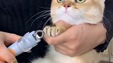 猫咪剪指甲不听话，铲屎官拿出了一样东西，猫咪瞬间听话了！