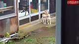 正在等待散步的三只柴犬，狗：人类你再不来就死定了！