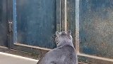 猫猫就是聪明，大门出不去知道钻洞