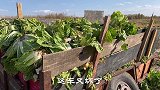 四哥四嫂拉蔬菜遇囧途，车轱辘竟然掉了下来，看看最后咋解决？