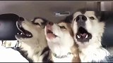 三只阿拉斯加在车里唱歌，雪橇“三傻”真是名不虚传！